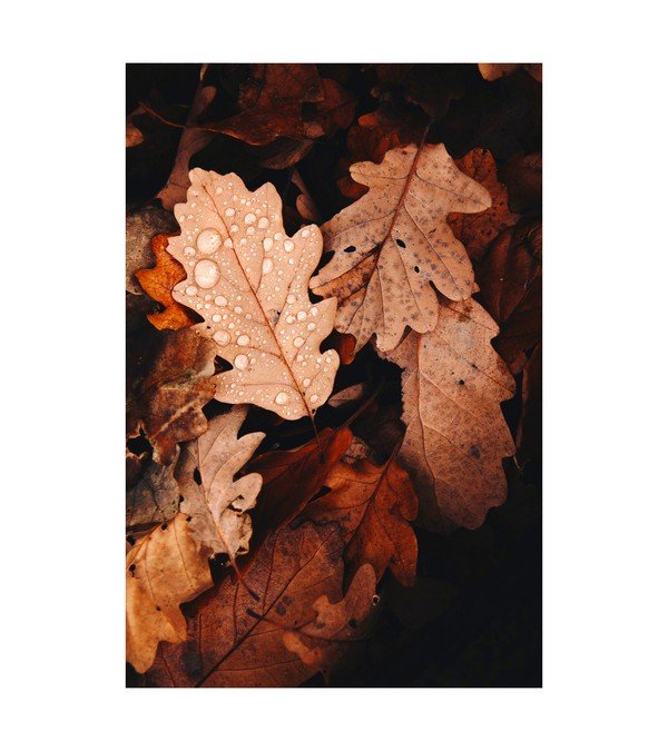 Autum Leaves 