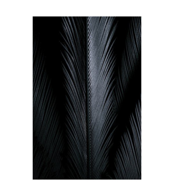 Black Palms 