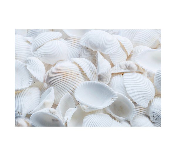 White Sea Shells 